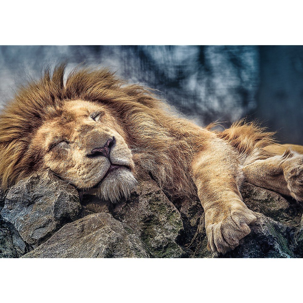 Trefl 1000 Piece Jigsaw Puzzle, Sleeping Lion
