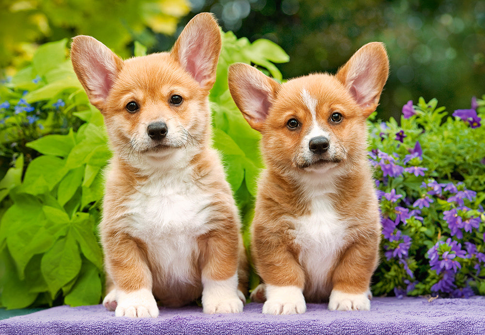 Castorland Welsh Corgi Puppies 1000 Piece Jigsaw Puzzle